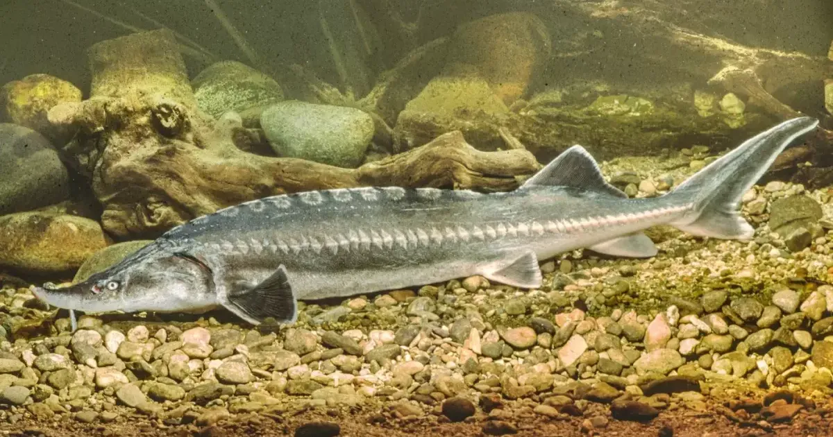 Un produs tradițional din Delta Dunării primește recunoaștere europeană • Newsweek România