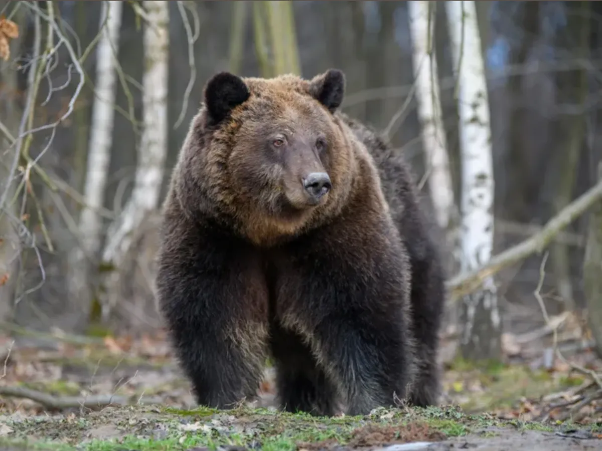 Urșii care intră în localități pot fi împușcați. Cât e amenda dacă îi hrănești?