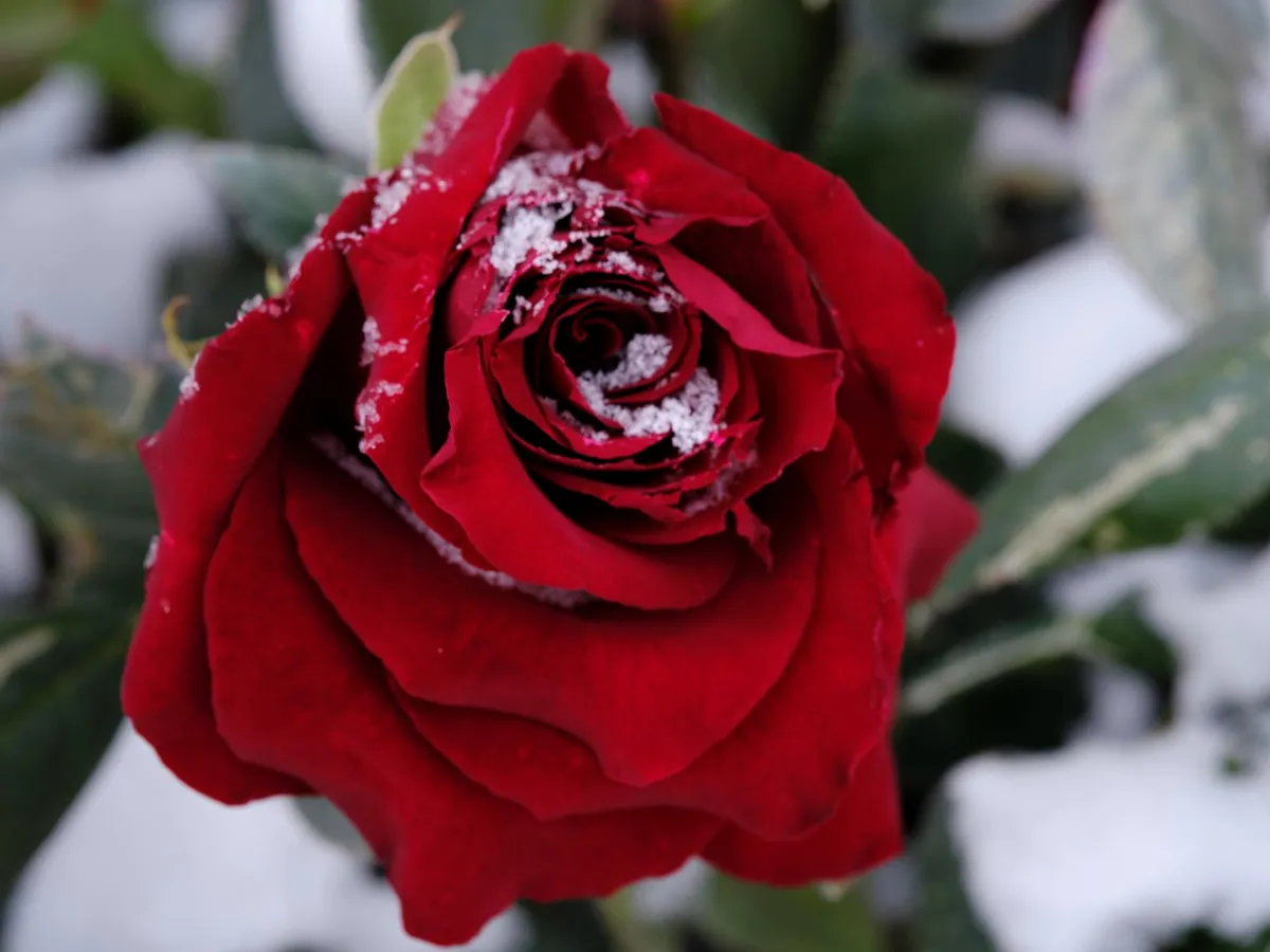 Trandafir iarna - Foto: Freepik (Imagine cu rol ilustrativ)