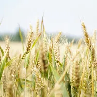 Exporturile de cereale din Ucraina, suspendate încă un an de la plată. Regulamentul a fost adoptat Foto: PExels (fotografie cu caracter ilustrativ)
