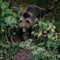 Turist străin atacat de un urs într-o pădure. Salvatorii au intervenit urgent. Unde s-a întâmplat? - Foto: Profimedia images