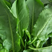 Ștevia, planta care crește în curțile românilor, folosită la tratamentul diabetului în America Foto: biaplant.ro(fotografie cu caracter ilustrativ)