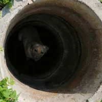 Un cățel care a căzut într-o fântână din localitatea Feleacu a fost salvat după intervenția pompierilor clujeni Foto: ISU Cluj
