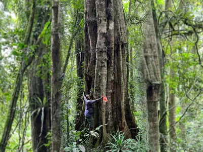 O nouă specie de arbori uriași a fost descoperită. Copacii trăiesc și 3.000 de ani - Foto:  Bianchi et al., Phytotaxa 2025, Ifl Science