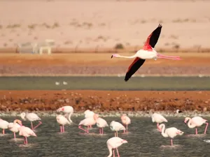 Peste 5.000 de cocori, uciși în Israel de gripa aviară. / Foto: timesofisrael.com