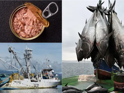 Este un „comerț cu oameni”: Adevărul ascuns despre tonul din supermarket și „vasele întunecate” care îl pescuiesc