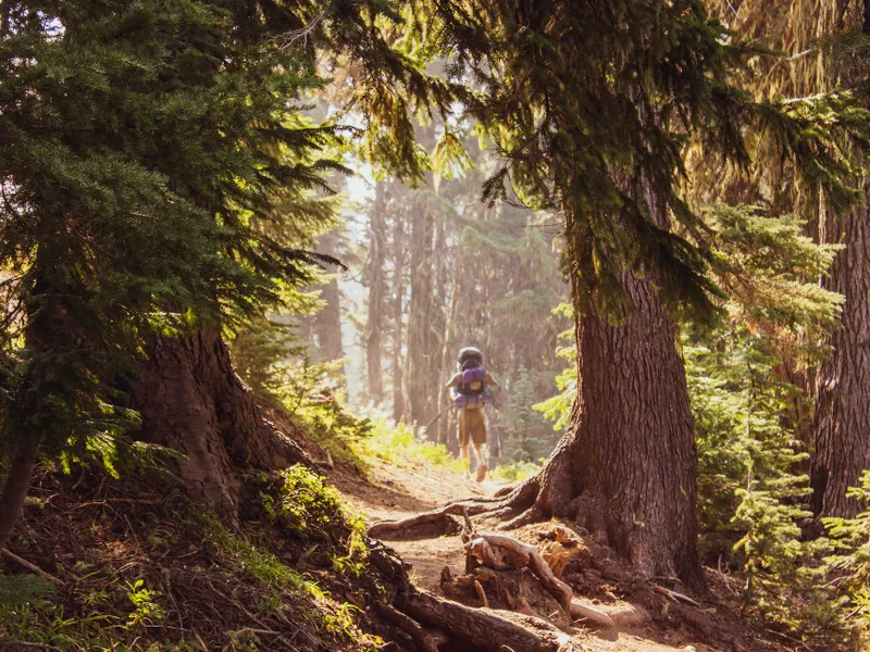 Bărbat dispărut în pădure- Foto: PEXELS PHOTOS/Eric Sanman