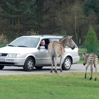 La doar o oră de mers cu mașina de Hamburg găsești cel mai mare oarc exotic din Europa, cu peste 15.000 de animale din întreaga lume