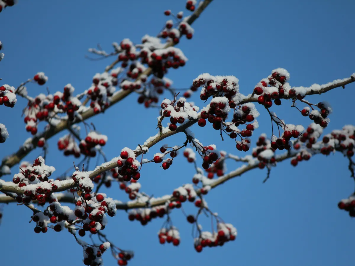 METEO Șefa ANM anunță frig năprasnic de minus 15 grade. Specialiștii accuweather o contrazic: 17 grade cu plus