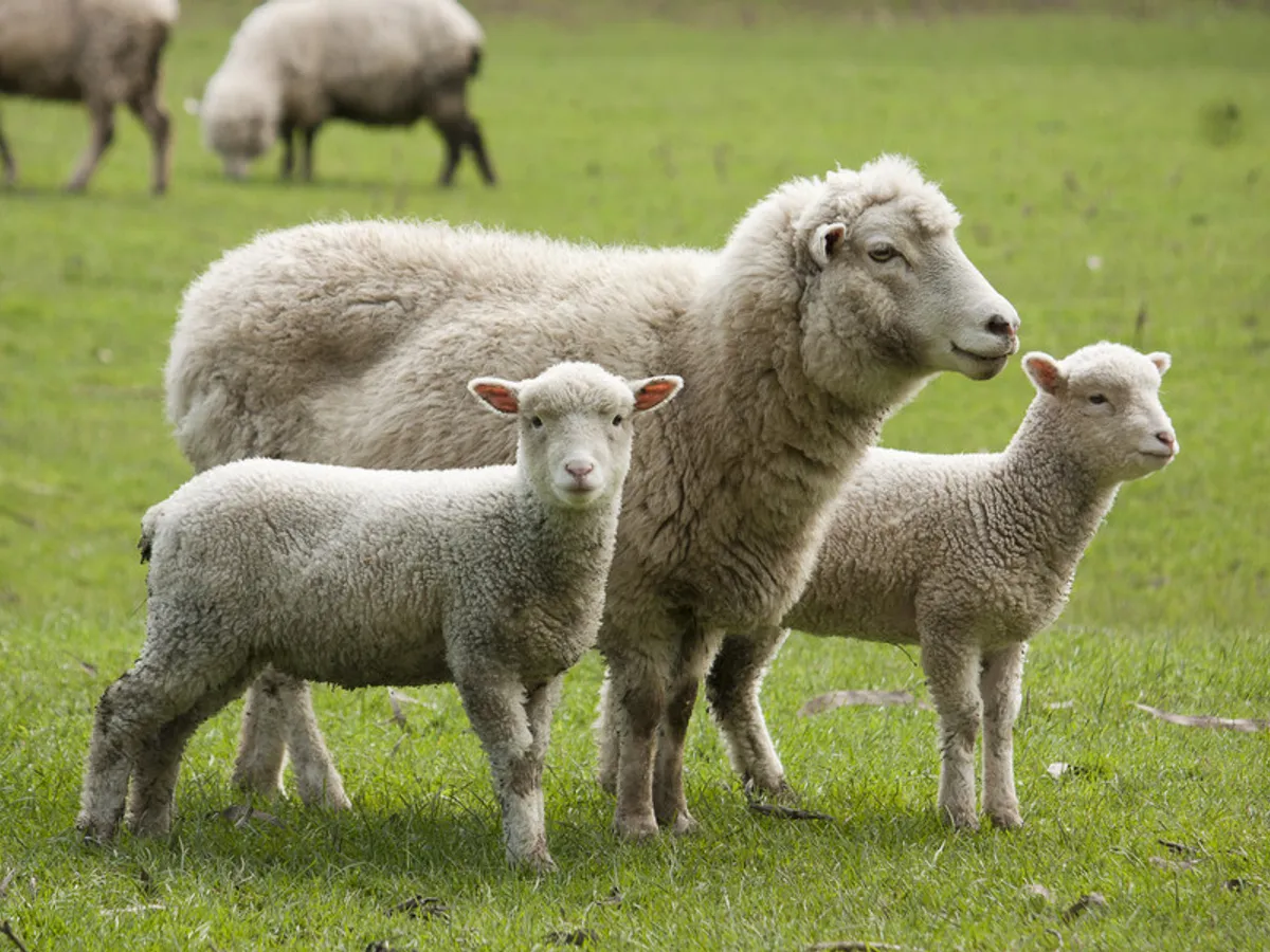 Scandal uriaș în zootehnie: animale declarate moarte au fost găsite vii într-o fermă din Cluj