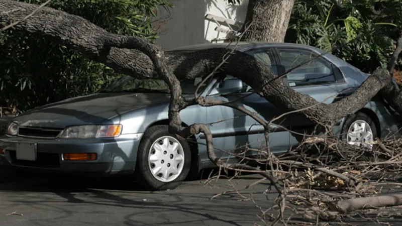 Ce faci dacă ți-a căzut un copac pe mașină? De unde recuperezi banii de reparație? - Foto: fasttreeremovalatlanta.com - rol ilustrativ