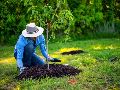 Bărbat care plantează un copac - Foto: Pexels (Imagine cu rol ilustrativ)