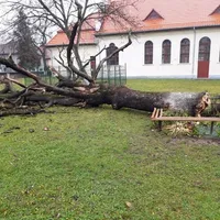 „Gorunul lui Zian”, plantat de Arsenie Boca în liceu, la Brad, s-a prăbușit din senin. / Foto: news.ro