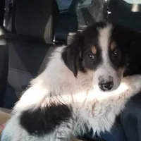 Bărbat arestat pentru că a schingiuit un câine. L-a legat cu o sârmă de un gard, pentru a-l spânzura - Foto: News.ro