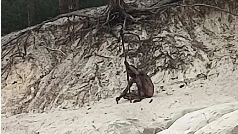 O creatură înfricoșătoare bântuie prin Munții Harz din Germania. Pare coborâtă din mituri  - Foto: Bild