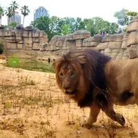 Unul dintre leii de la zoo Barcelona care a fost testat pozitiv pentru coronavirus/FOTO: Zoo Barcelona