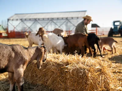 Fermă animale - Foto: Freepik (imagine cu rol ilustrativ)
