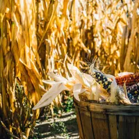 Furnizorii de gaze le spun fermierilor francezi să lase recolta de porumb pe câmp/FOTO: Unsplash