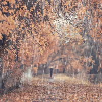 METEO Vine toamna în mare parte din țară. Unde se răcește și vor fi și maxime de 11 grade? - Foto: Arhiva (imagine cu rol ilustrativ)