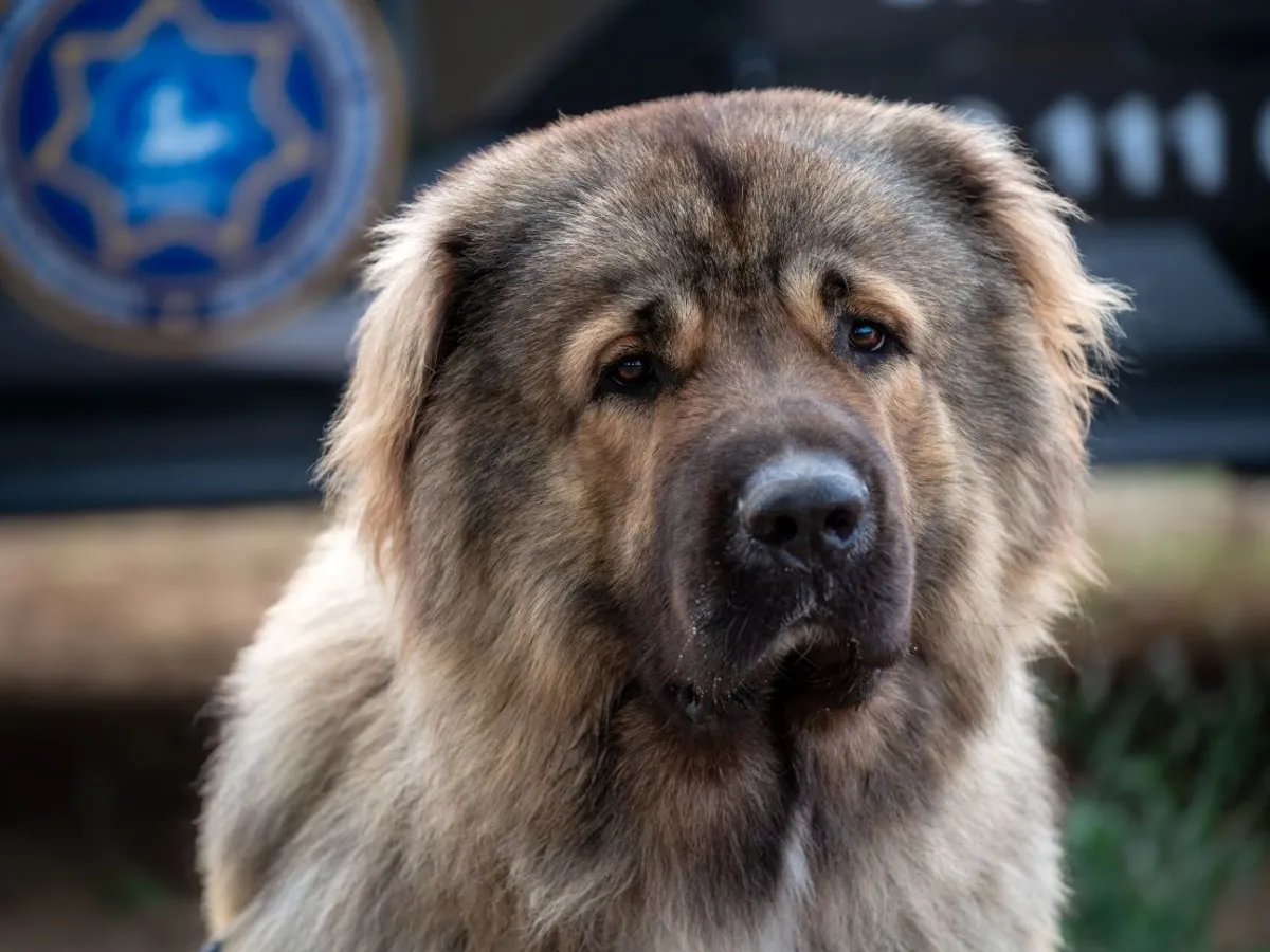 Ciobănescul caucazian, câinele care nu se teme adversarii mari, cum e ursul - Foto: Pexels/Genadi Yakovlev