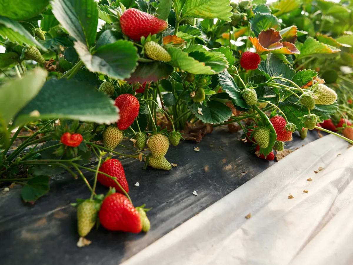 Căpșuni Foto: Freepik (imagine cu rol ilustrativ)