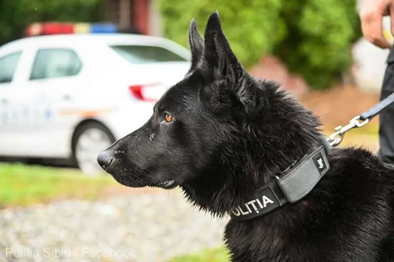 Bond a prins un hoț la Moardăş, în Sibiu. Nu agentul „007”, ci un câine polițist special antrenat. / Foto: agerpres.ro