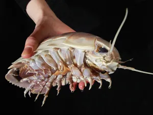 Conform unui client, carnea izopodelor seamănă la gust cu cea de crab şi de homar, cu o textură densă şi puţin gumată - Foto: Profimedia Images