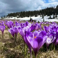 Brândușe de munte - Foto: Brândușe de munte, surprinse în Munții Apuseni – Foto: Facebook/ Lăcramioara Lara