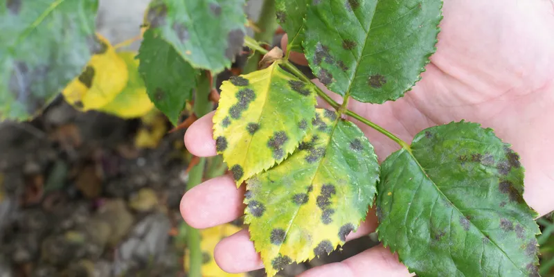 Pătare trandafir - Magazin Agrii