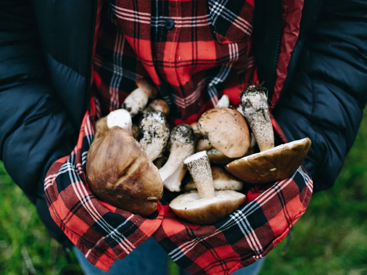 De ce riști amendă de până la 5.000 de lei dacă ieși la „plimbare” în pădure? N-ai voie! - Foto: Freepik