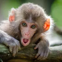 China confirmă prima infecție și primul deces provocat de un virus transmis de maimuțe/FOTO: Unsplash