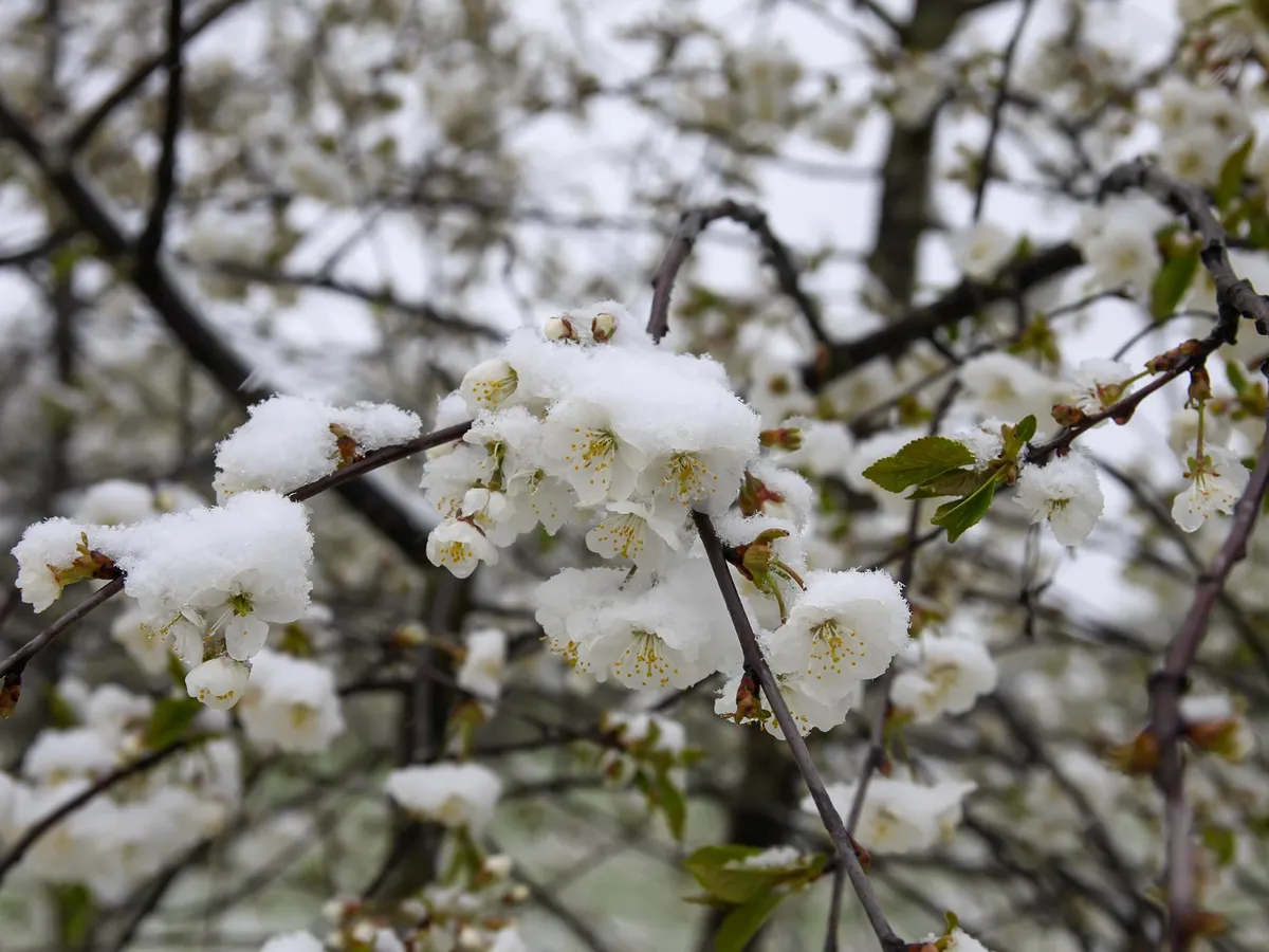 50% dintre fermele pomicole asigurate au avizat cel puțin un risc în 2025. Înghețul târziu, o mare problemă