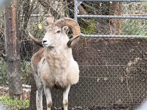 Un fermier a fost arestat pentru clonarea de oi gigant. Ce urma să se întâmple cu animalele - Foto: justice.gov