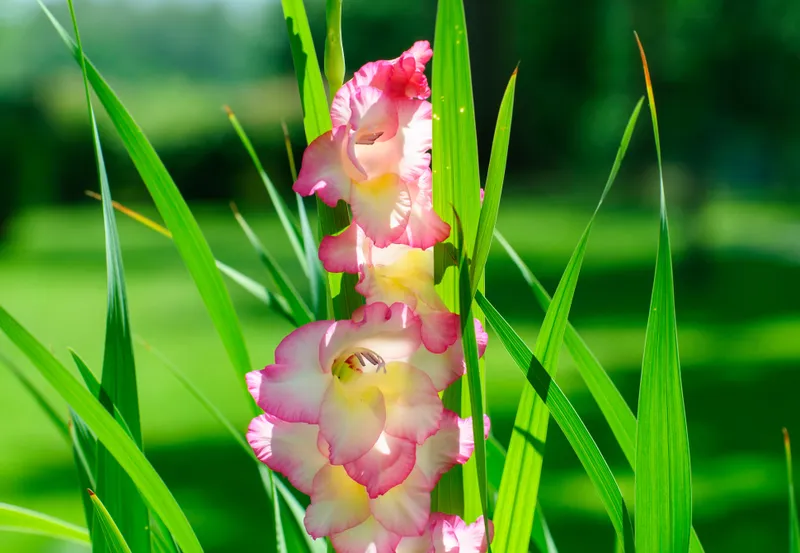 Gladiolă Foto: Pexels (imagine cu rol ilustrativ)