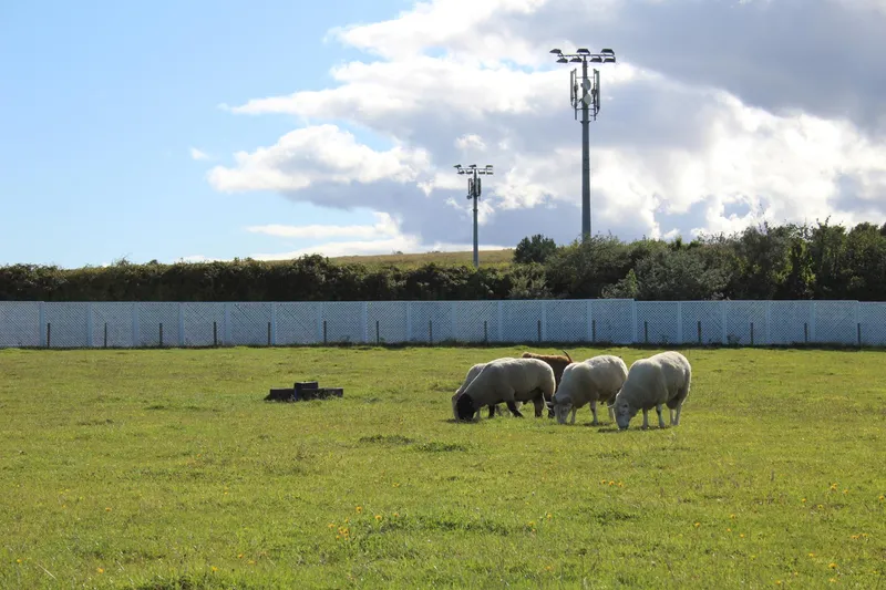 Oi printre panouri solare - Foto: Freepik