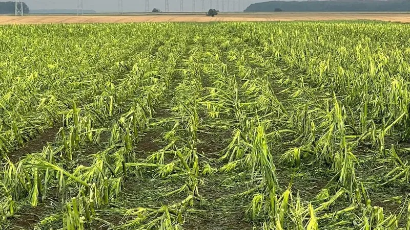 Seceta și grindina, dezastru în agricultură. Peste 40% din agricultorii asigurați au avizat daune - Foto: Agra Asigurari