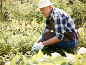 Care agricultori români iau subvenție APIA pe teren și animale în luna octombrie? - Foto: Freepik