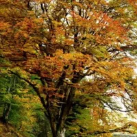 Fagul „Împăratului” din Munții Apuseni - Foto: banatulazi.ro