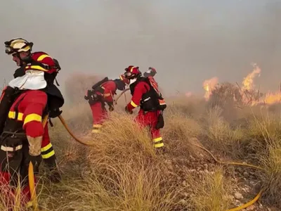 Descoperire macabră. Cum au folosit piromanii pisicile pentru a răspândi incendiile forestiere în Italia
