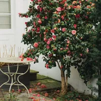 Îngrăşământul-minune care face florile să înflorească minunat. Nu costă nimic! - Foto: Pexels/Tatiana