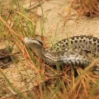 Amatori de natură muşcați de vipere. Ce e de făcut: hidratare, fără efort, apel la 112/FOTO: ziaruldeiasi.ro