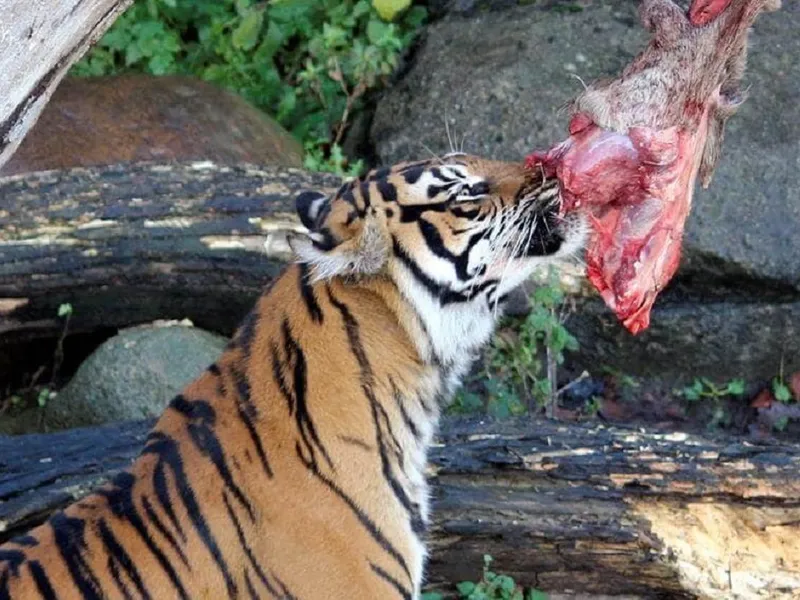 O grădină zoologică cere publicului animale de companie ca hrană pentru carnivore