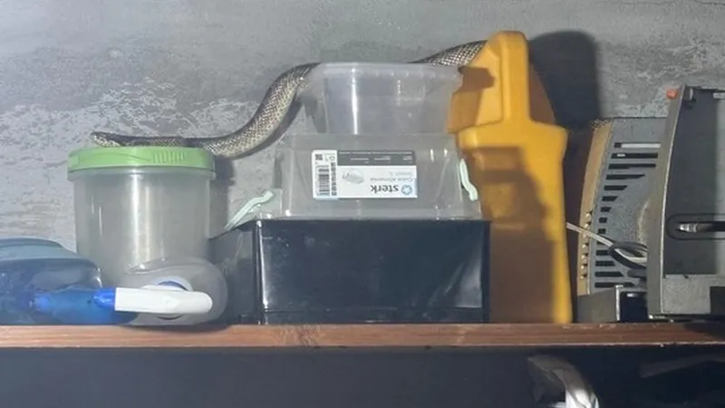 Foto: Șarpele de doi metri era în casă Sursa: Jandarmeria Constanța