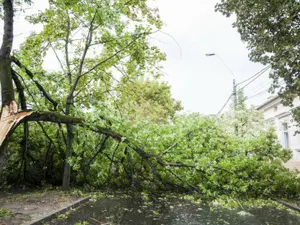 O femeie a ajuns în stare gravă la spital după ce a fost lovită de o creangă. Cum s-a întâmplat? - Foro: ISU