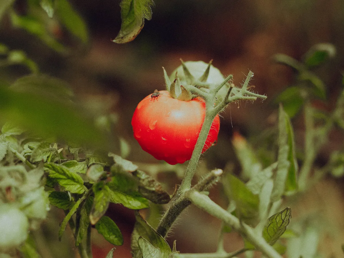 roșie Foto: Pexels (imagine cu rol ilustrativ)