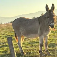 Povestea fascinantă a lui Pablito, măgărușul „pensionat” de la stână, din Sibiu - Foto: Ziarul de Iaşi