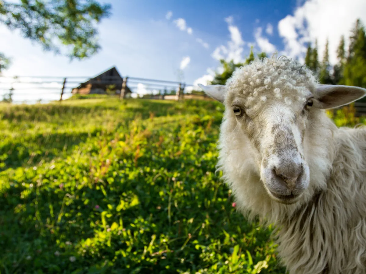 Oaie - Foto: freepi0k (rol ilustrativ)