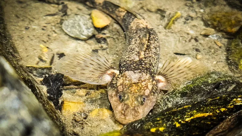 Cel mai rar pește de apă dulce din Europa, filmat în habitatul său din România. E în pericol! - Foto: Alex Găvan
