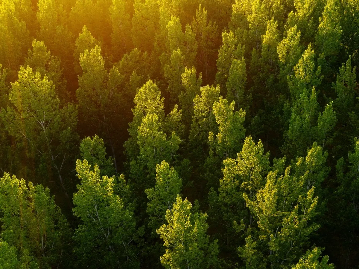 Pădure - Foto: Profimedia