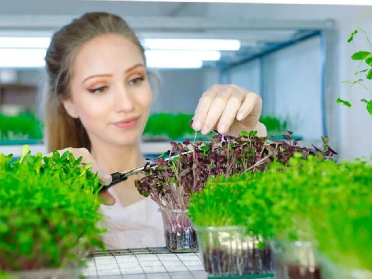 Ce plante poți cultiva în ianuarie direct în frigider? Motivul pentru care grădinarii fac asta. Nu e o glumă